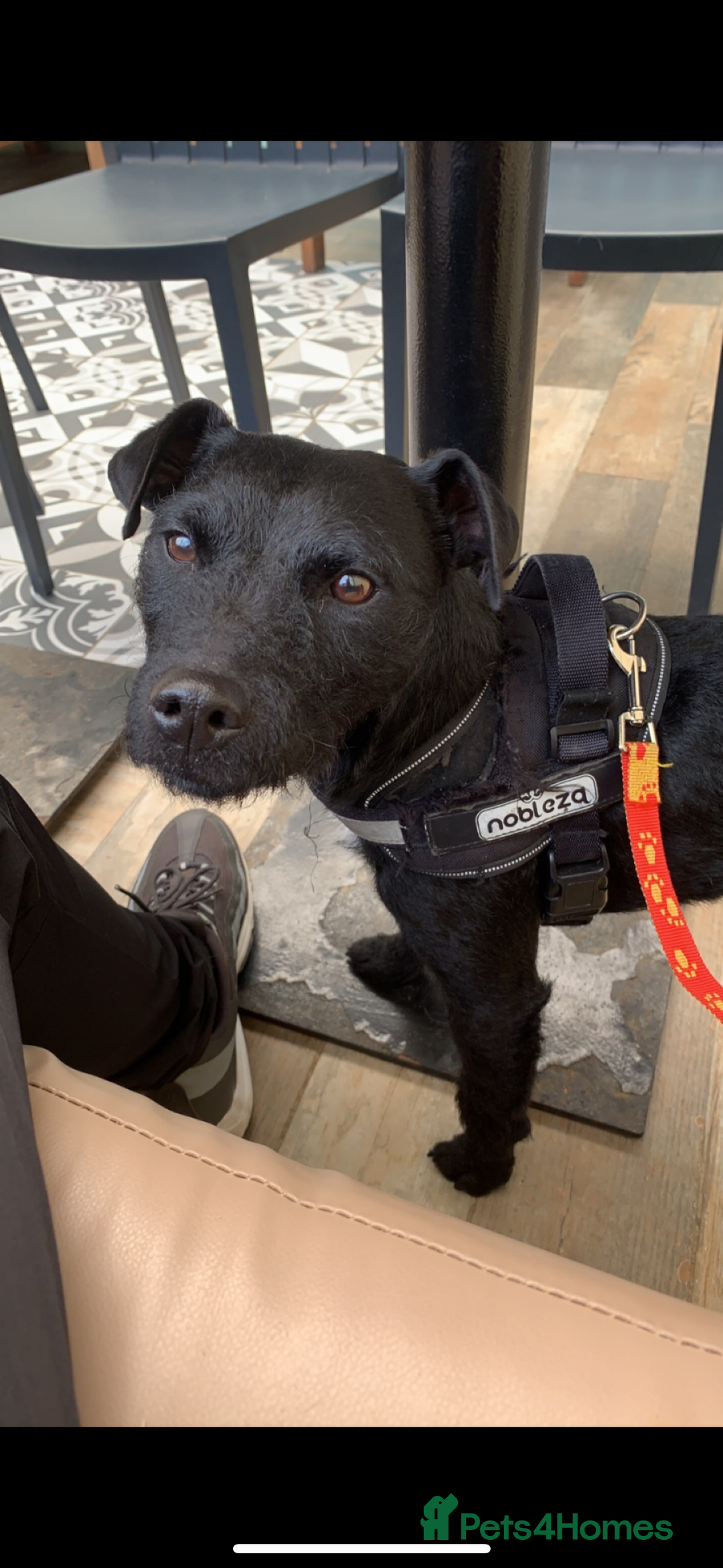 Patterdale Terrier dogs for sale: Patterdale puppies  - Image 5