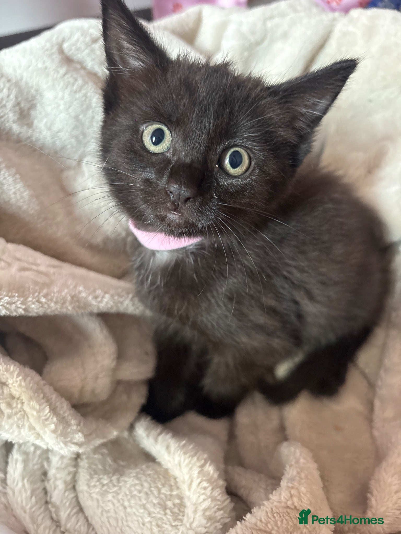 Mixed Breed cats Kittens  - Advert 13