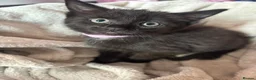 Mixed Breed cats for sale: Kittens  - Advert 1