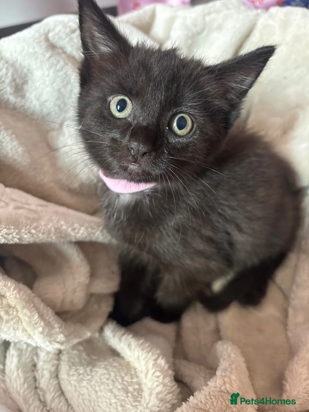 Mixed Breed cats for sale: Kittens  - Advert 1