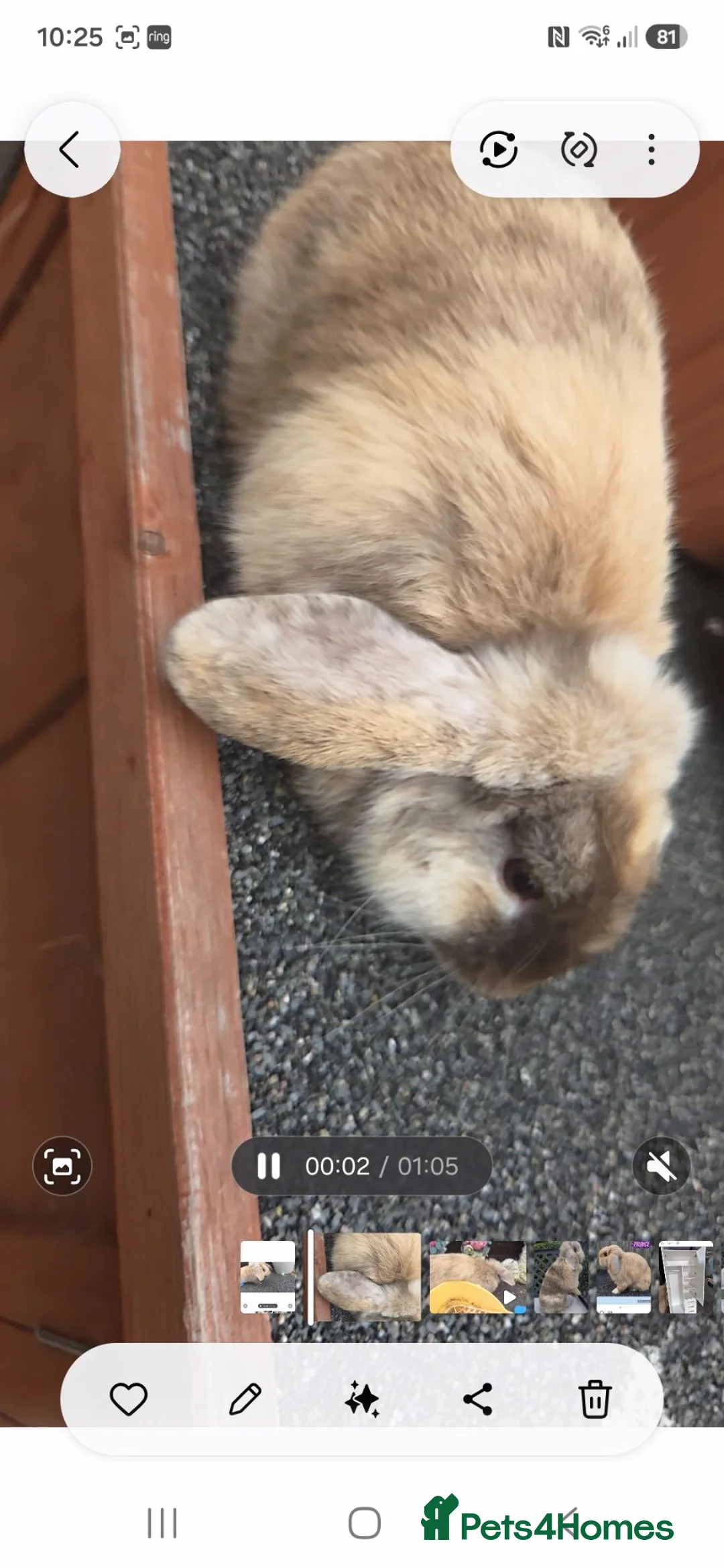Mini Lop rabbits for sale: 3 choc harli mini lops - Advert 4