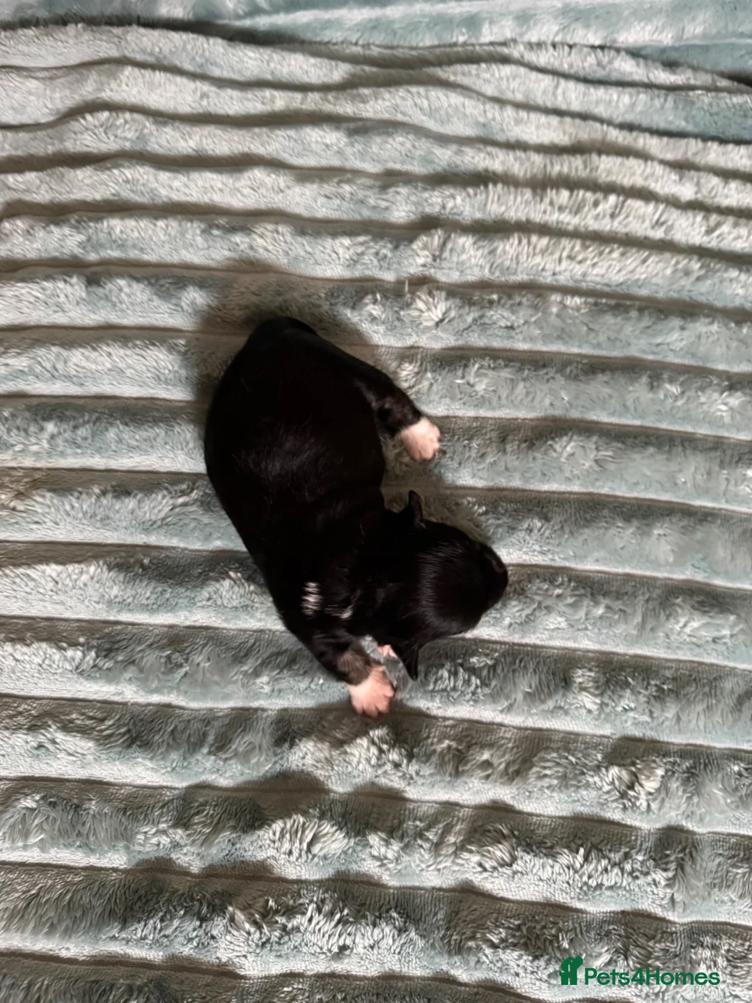 Jack Russell dogs for sale: Stunning Rare Coloured Jack Russell Puppies - Advert 13