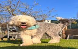 Old English Sheepdog dogs for stud: KC registered Old English Sheepdog for stud in Consett - Image 5