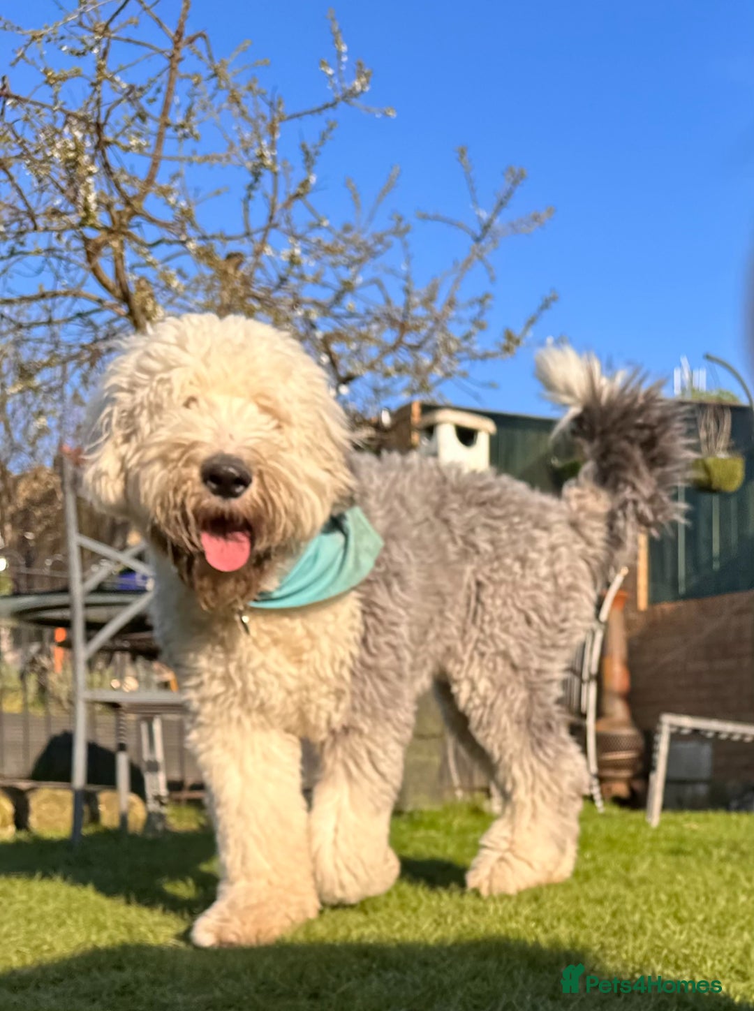 Old English Sheepdog dogs for stud: KC registered Old English Sheepdog for stud in Consett - Image 5