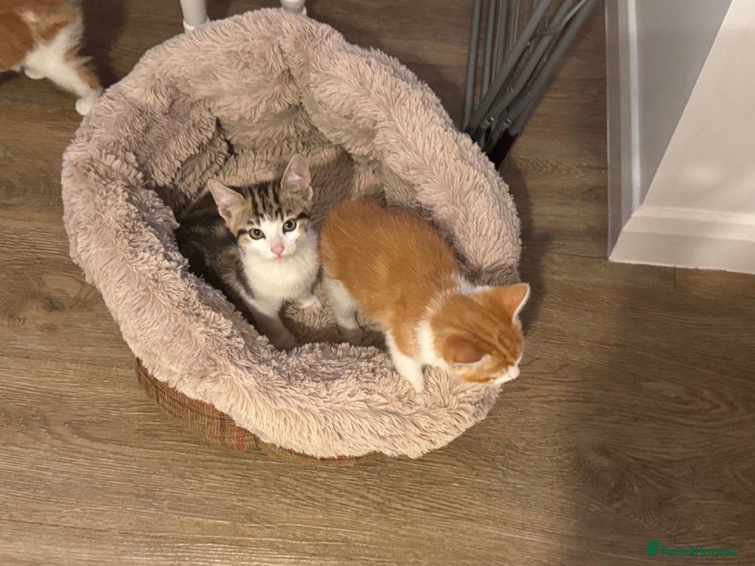 Mixed Breed cats for sale: Mixed breed Kittens  - Image 15