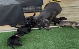 Cane Corso dogs for sale: Cane corso x pups - Image 17