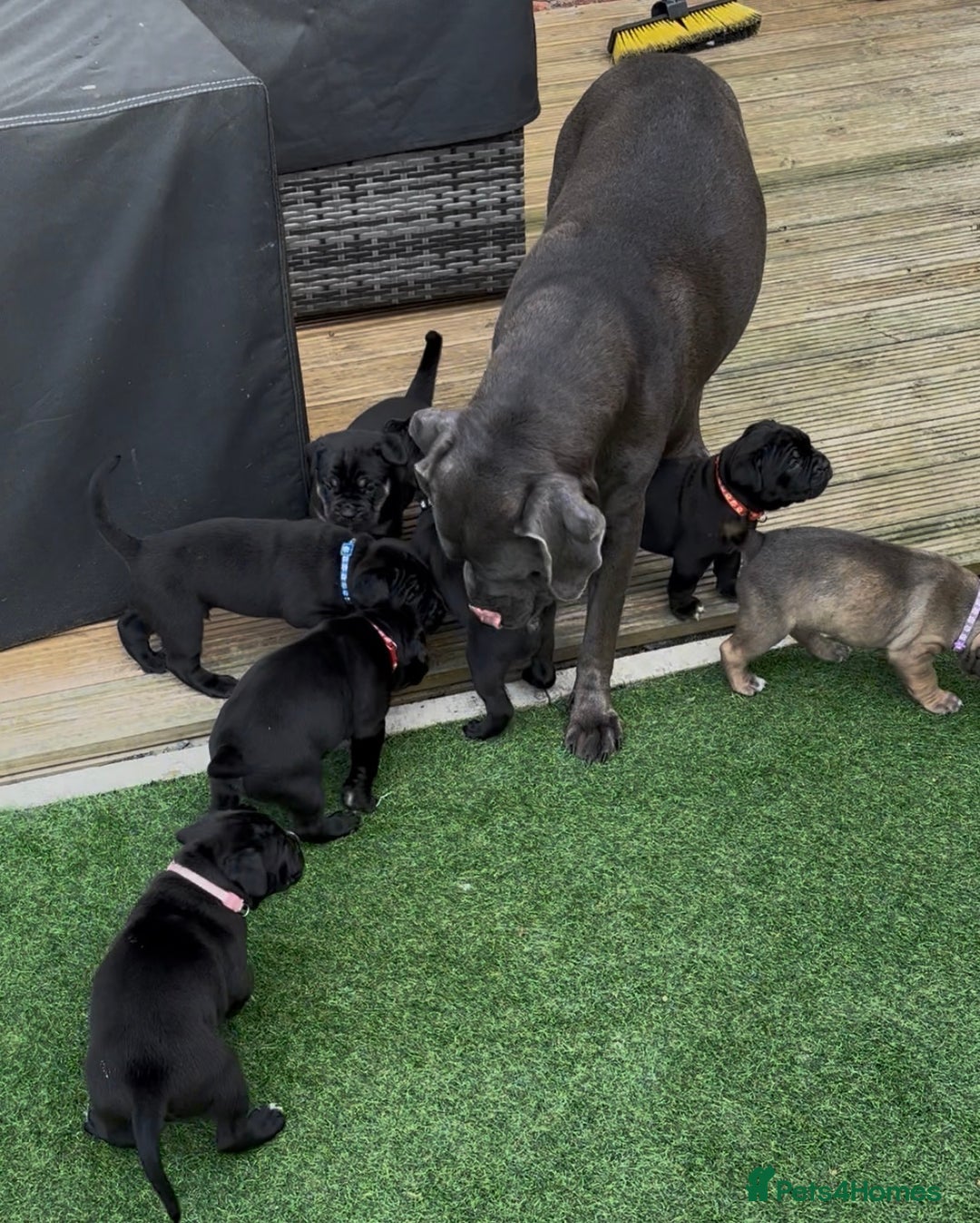 Cane Corso dogs for sale: Cane corso x pups - Image 17