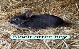 Netherland Dwarf rabbits for sale: Netherland dwarf babies  - Image 5