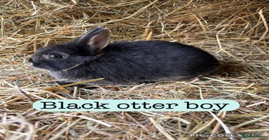 Netherland Dwarf rabbits - Advert 1