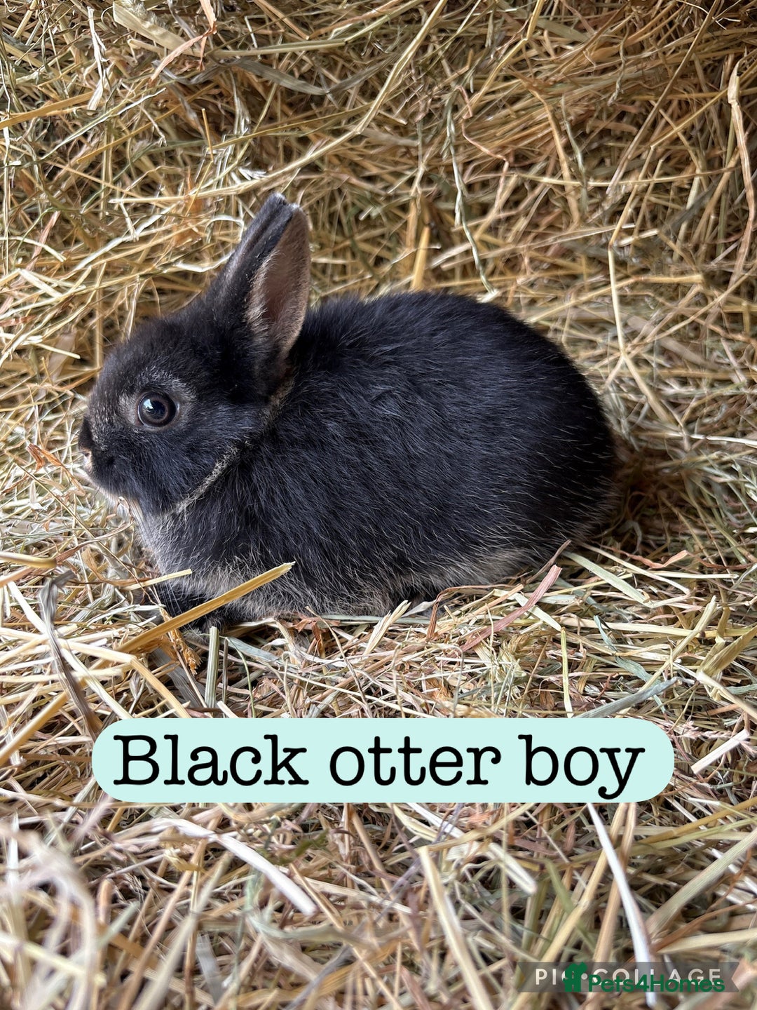 Netherland Dwarf rabbits for sale: Netherland dwarf babies  - Image 5