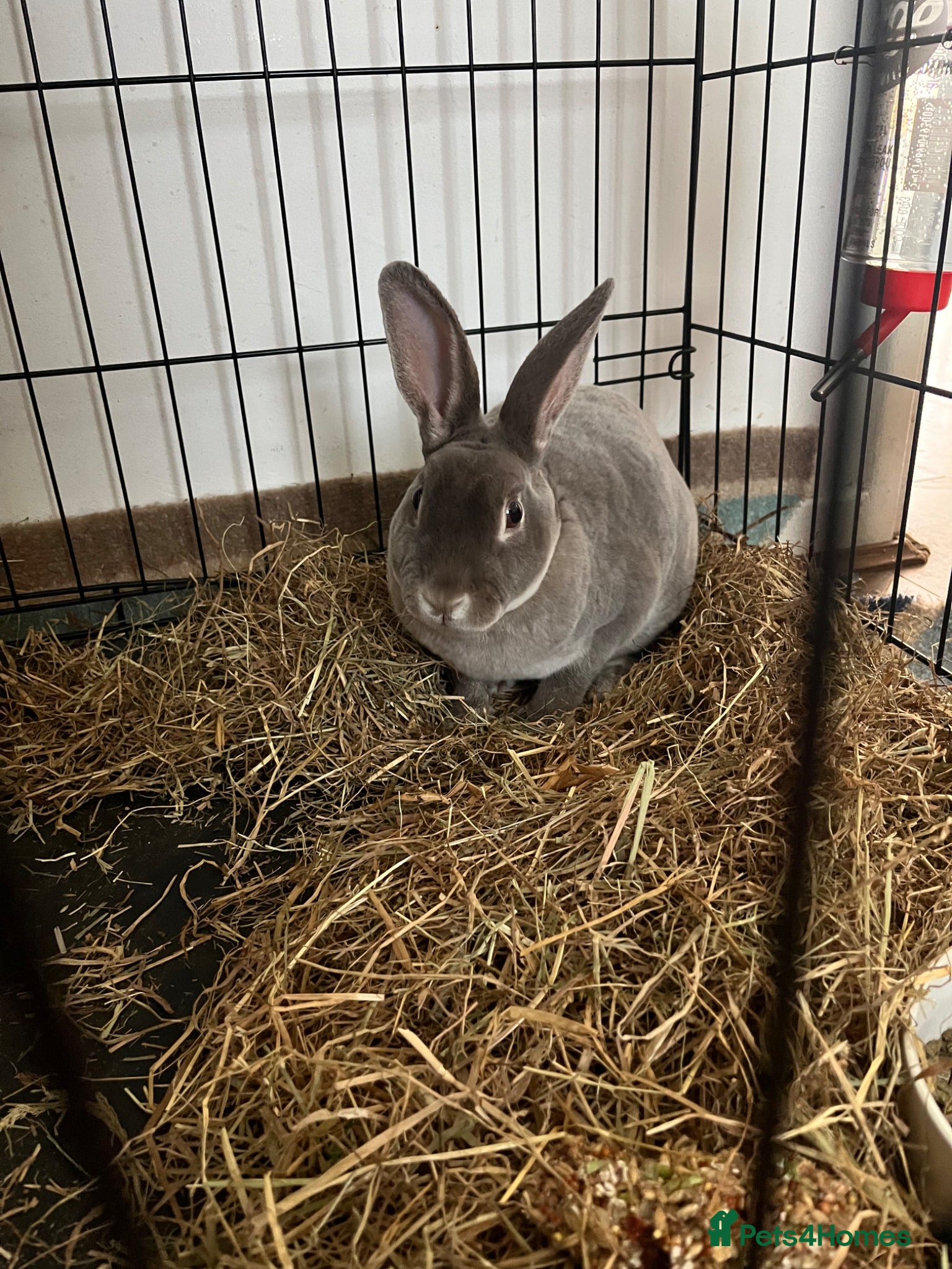Rex rabbits for sale: Mini Rex Buck  in Ashton-under-Lyne - Advert 2