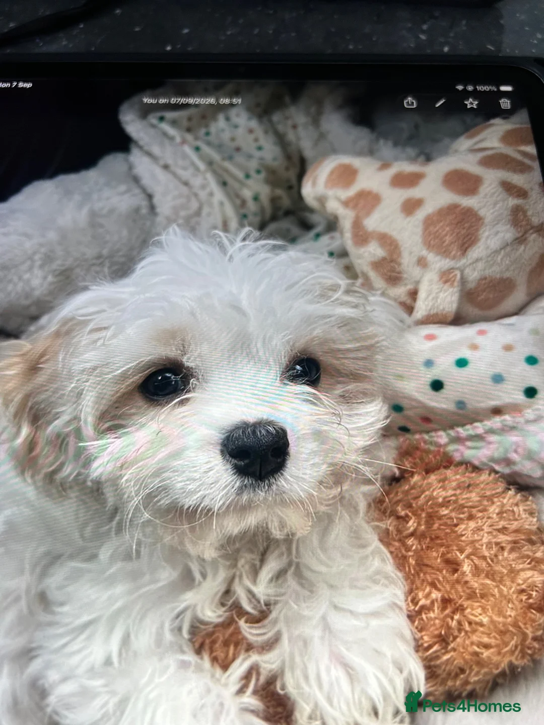 Mixed Breed dogs for sale: Cavachon puppy in North Shields - Advert 1