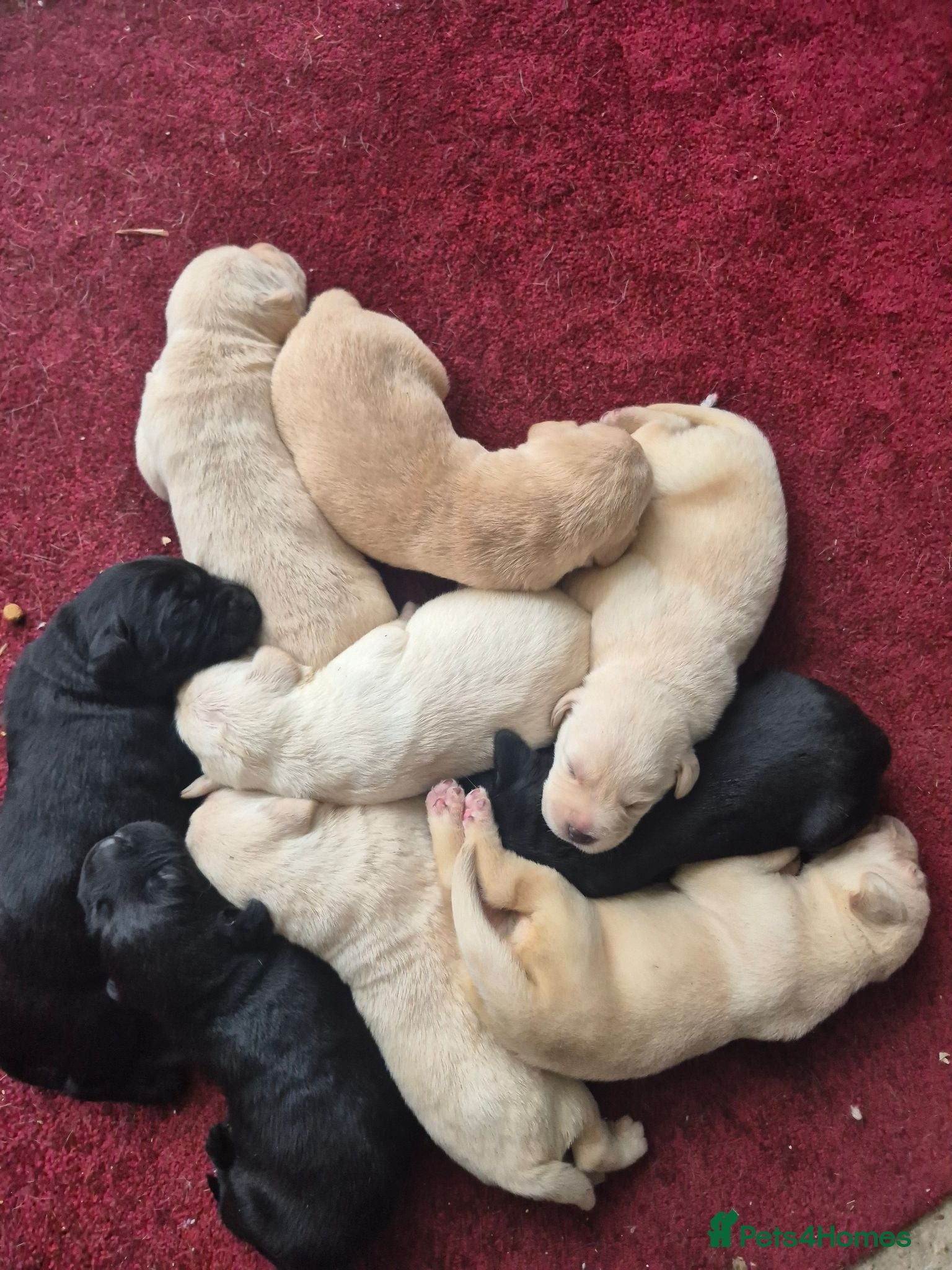 Labrador Retriever dogs Gorgeous Labrador Retriever Puppies  - Advert 1