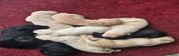 Labrador Retriever dogs for sale: Gorgeous Labrador Retriever Puppies  - Advert 1