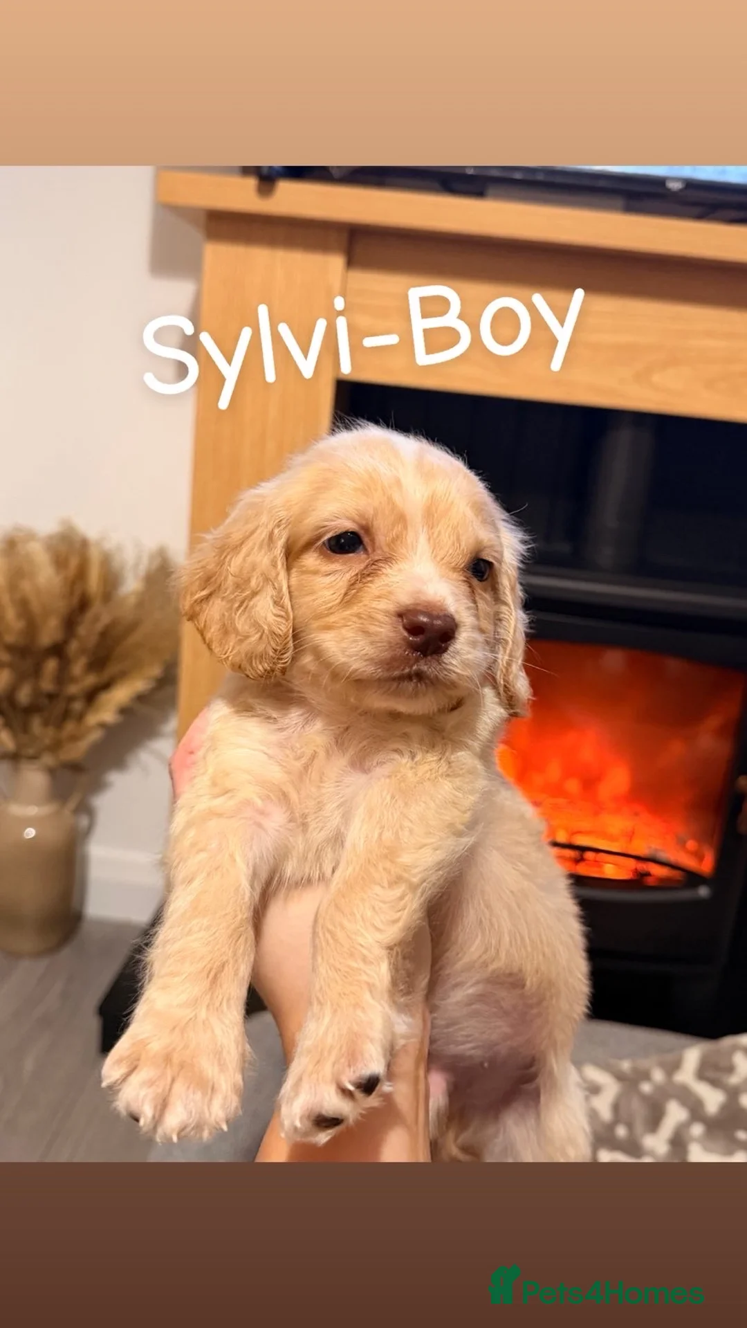 Cocker Spaniel dogs for sale: Cocker spaniel in Omagh - Advert 10