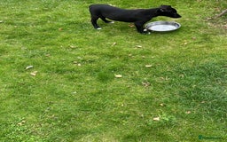 Mixed Breed dogs for sale: Collie saluki whippet puppies  - Image 22