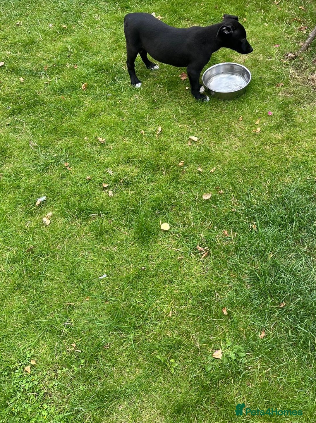 Mixed Breed dogs for sale: Collie saluki whippet puppies  - Image 22