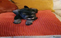 Miniature Schnauzer dogs for sale: Stunning kc registered miniature schnauzer pups. - Image 5