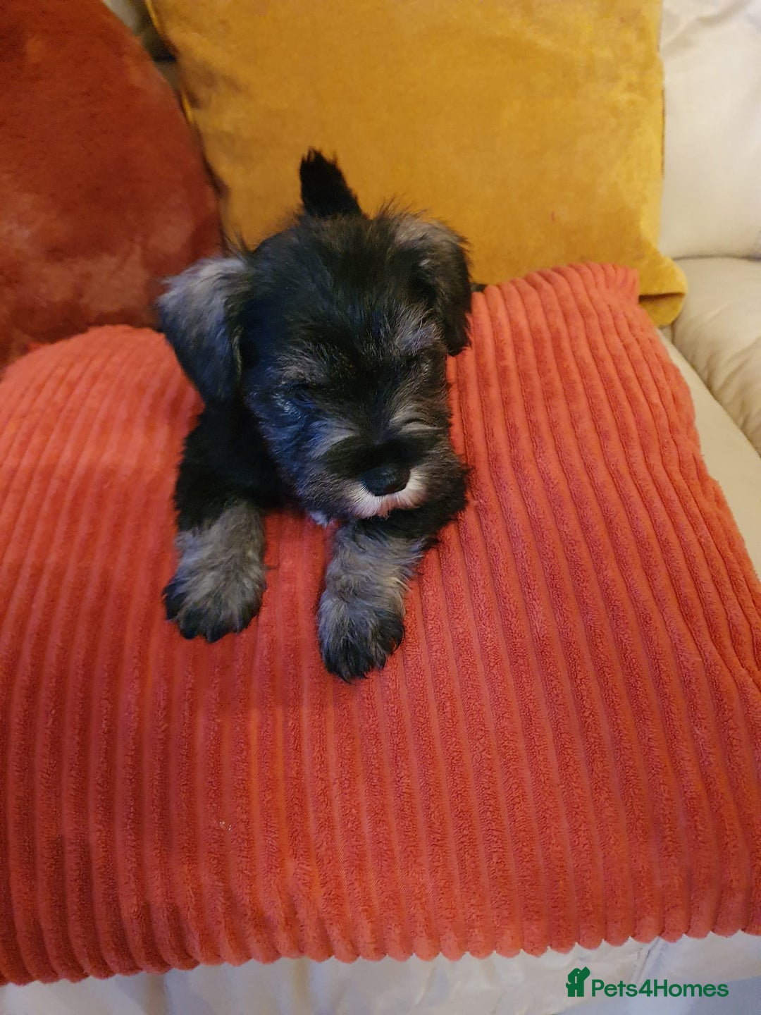 Miniature Schnauzer dogs for sale: Stunning kc registered miniature schnauzer pups. - Image 5