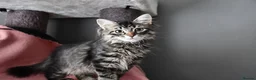Siberian cats for sale: Siberian Kitens from Tunguska House Cattery - Advert 10