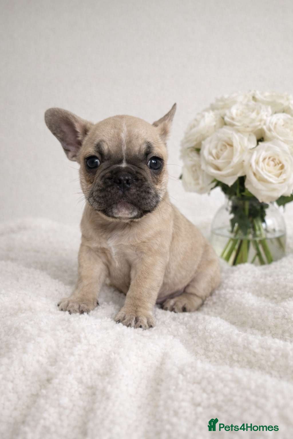 French Bulldog dogs Quality french bulldogs for sale - Advert 16