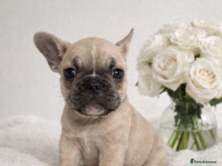 French Bulldog dogs Quality french bulldogs for sale - Advert 16