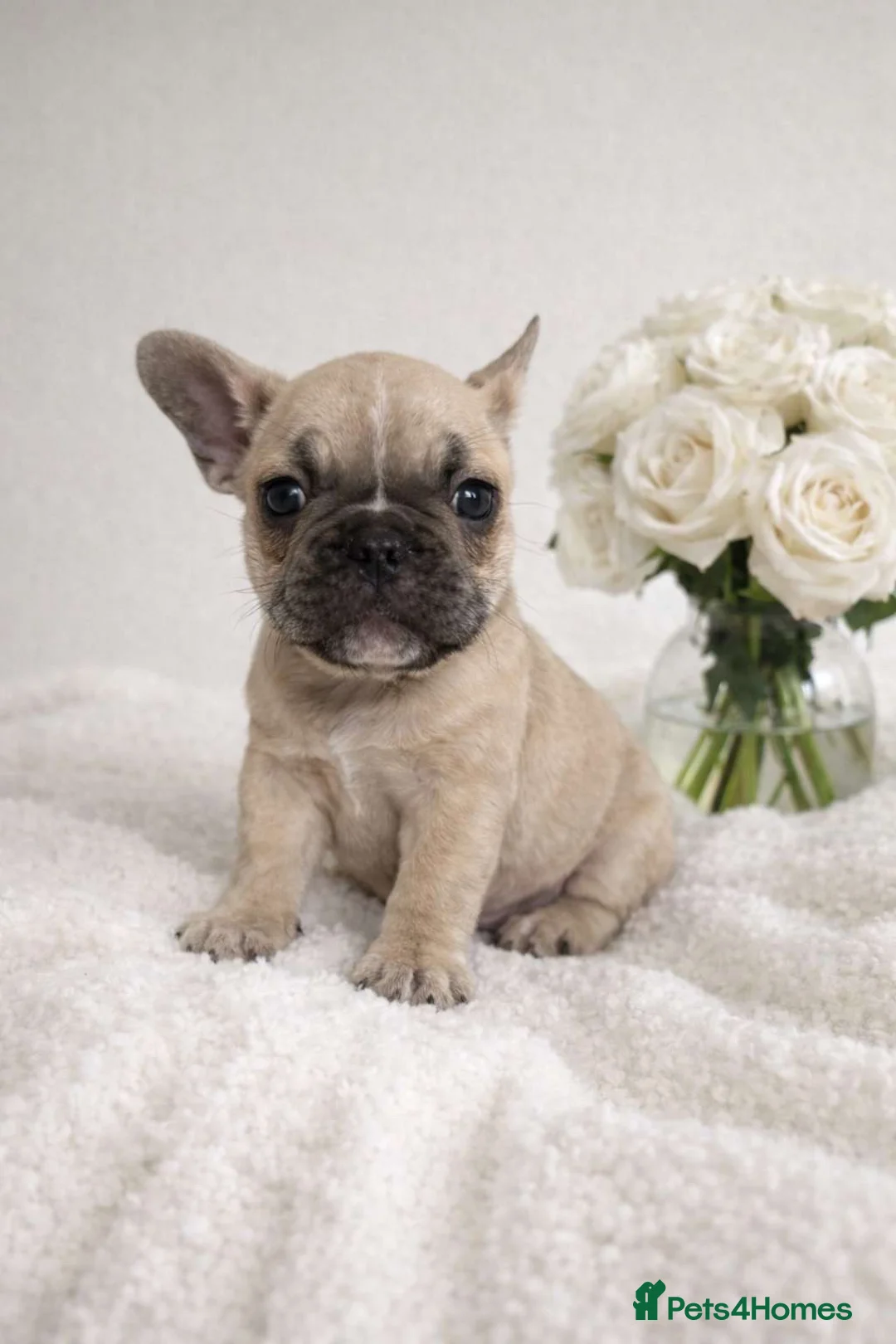 French Bulldog dogs for sale: Quality french bulldogs for sale - Advert 1