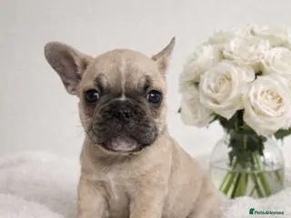 French Bulldog dogs Quality french bulldogs for sale - Advert 5