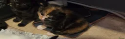 Mixed Breed cats for sale: Kittens for sale mixed litter  - Advert 5