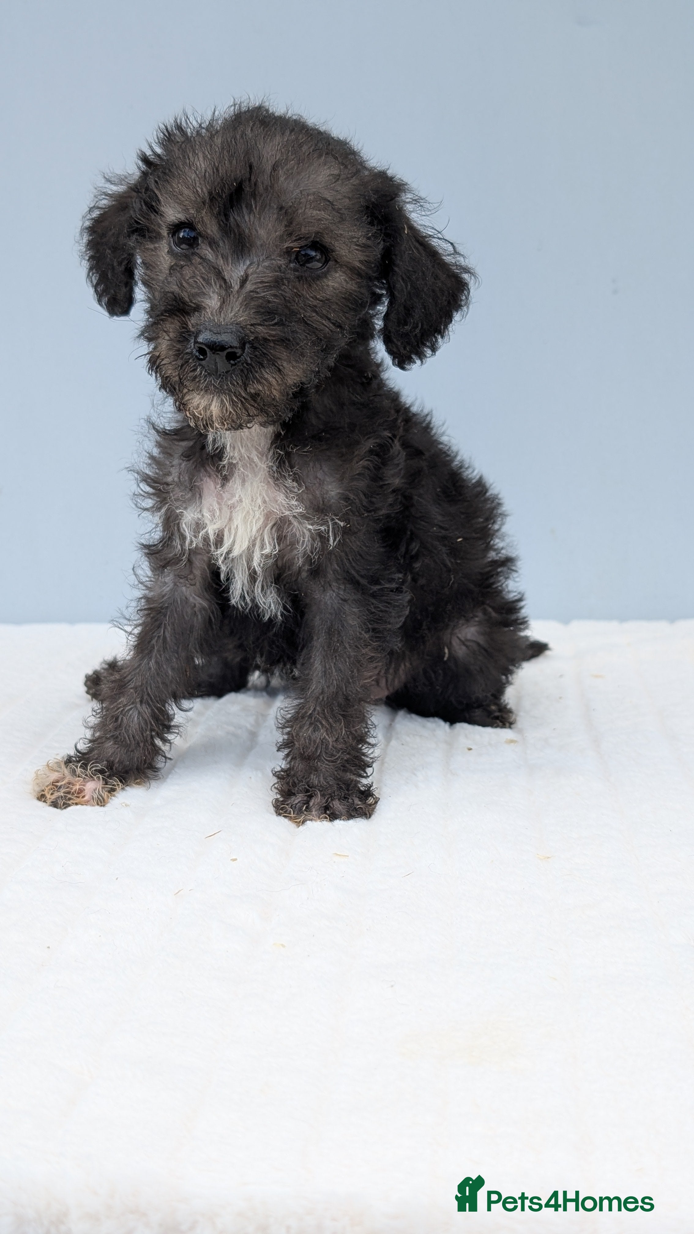 Bedlington Terrier dogs Adorable Blue Working Type Bedlington Pups  - Advert 2