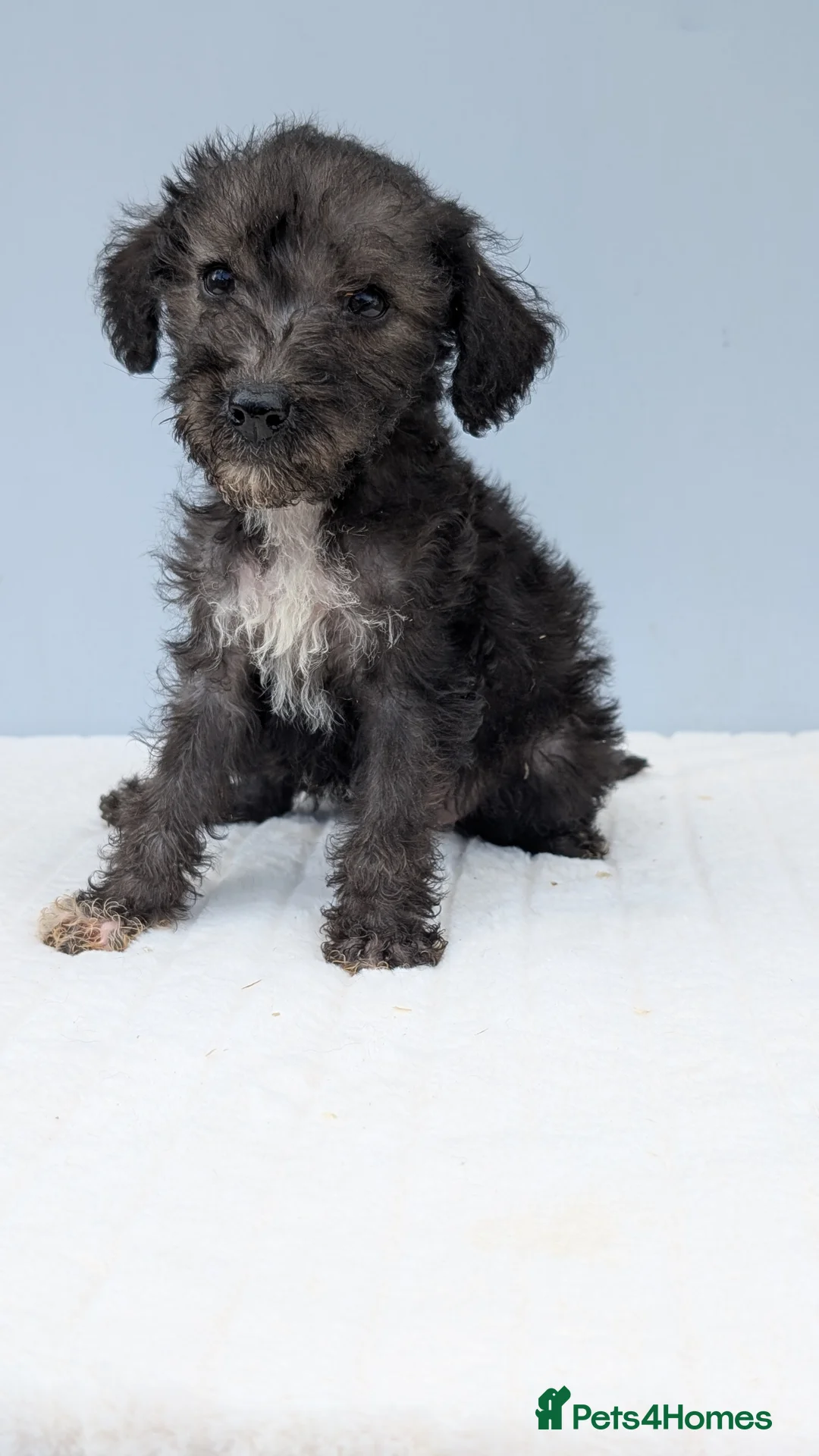Bedlington Terrier dogs for sale: Adorable Blue Working Type Bedlington Pups  - Advert 2