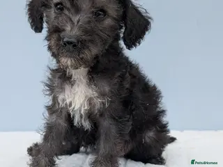 Bedlington Terrier dogs Adorable Blue Working Type Bedlington Pups - Advert 2