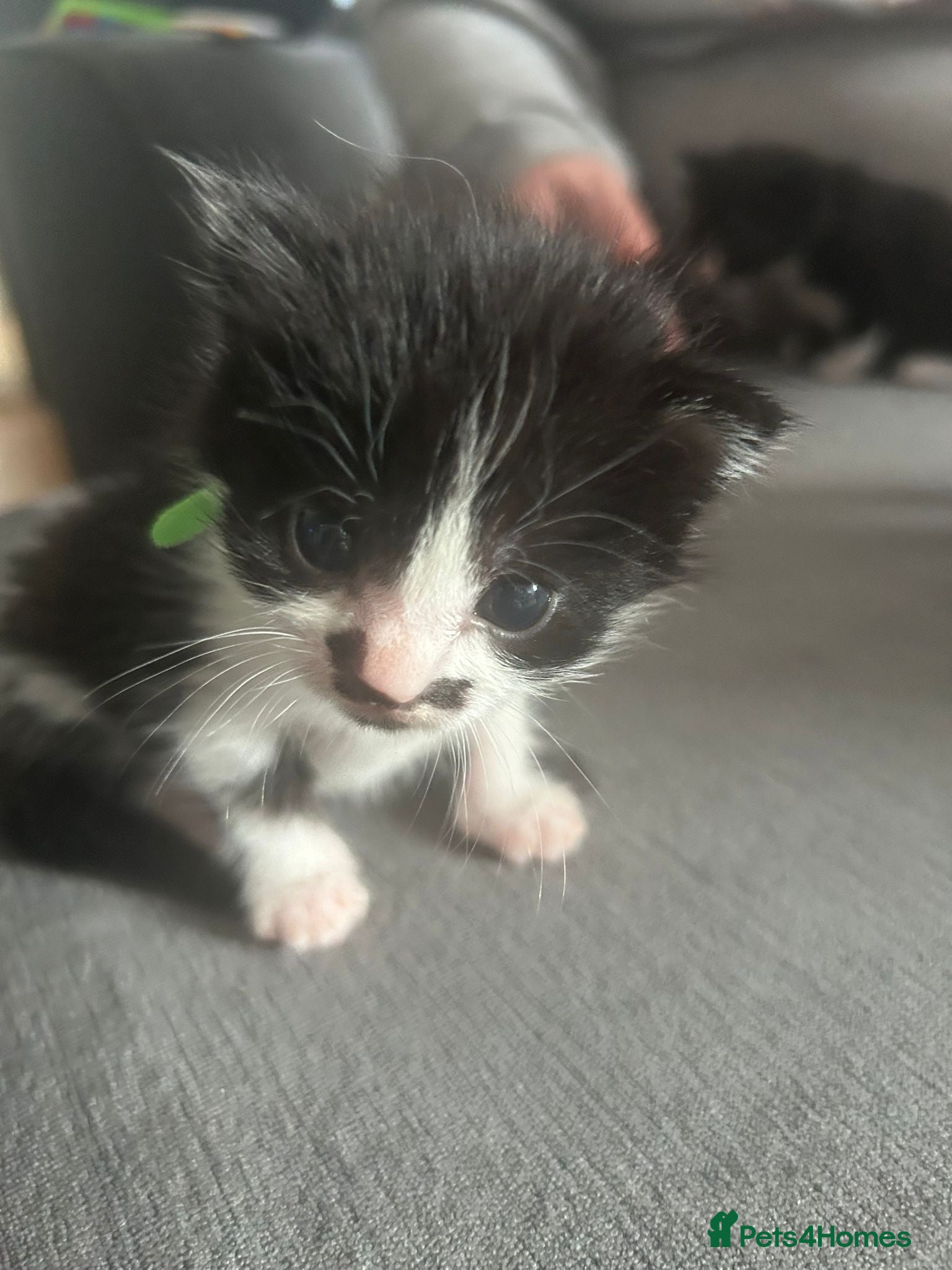 Domestic Shorthair cats for sale: Beautiful kittens 5* homes  - Advert 1
