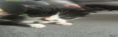 Domestic Shorthair Kitten 1