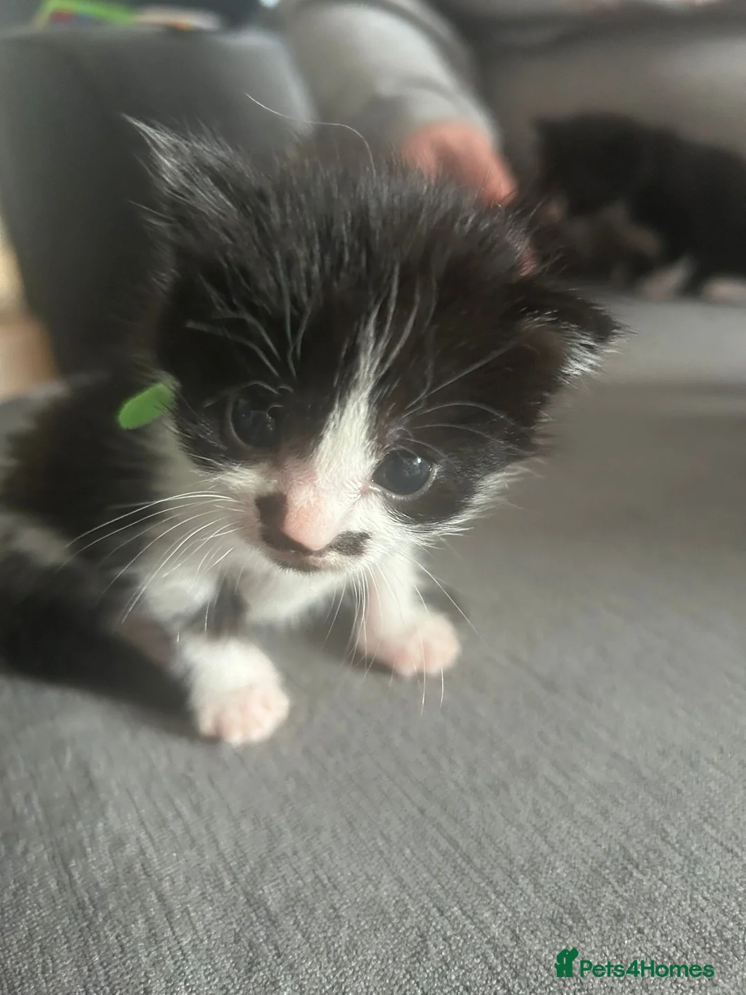 Domestic Shorthair cats for sale: Beautiful kittens 5* homes  - Advert 1