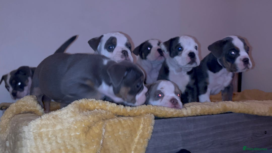 Olde English Bulldogge dogs for sale: Olde English bulldogs puppies  - Image 29