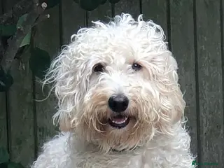 Labradoodle dogs Multigen/F3b Labradoodle Stud in Calne - Advert 4