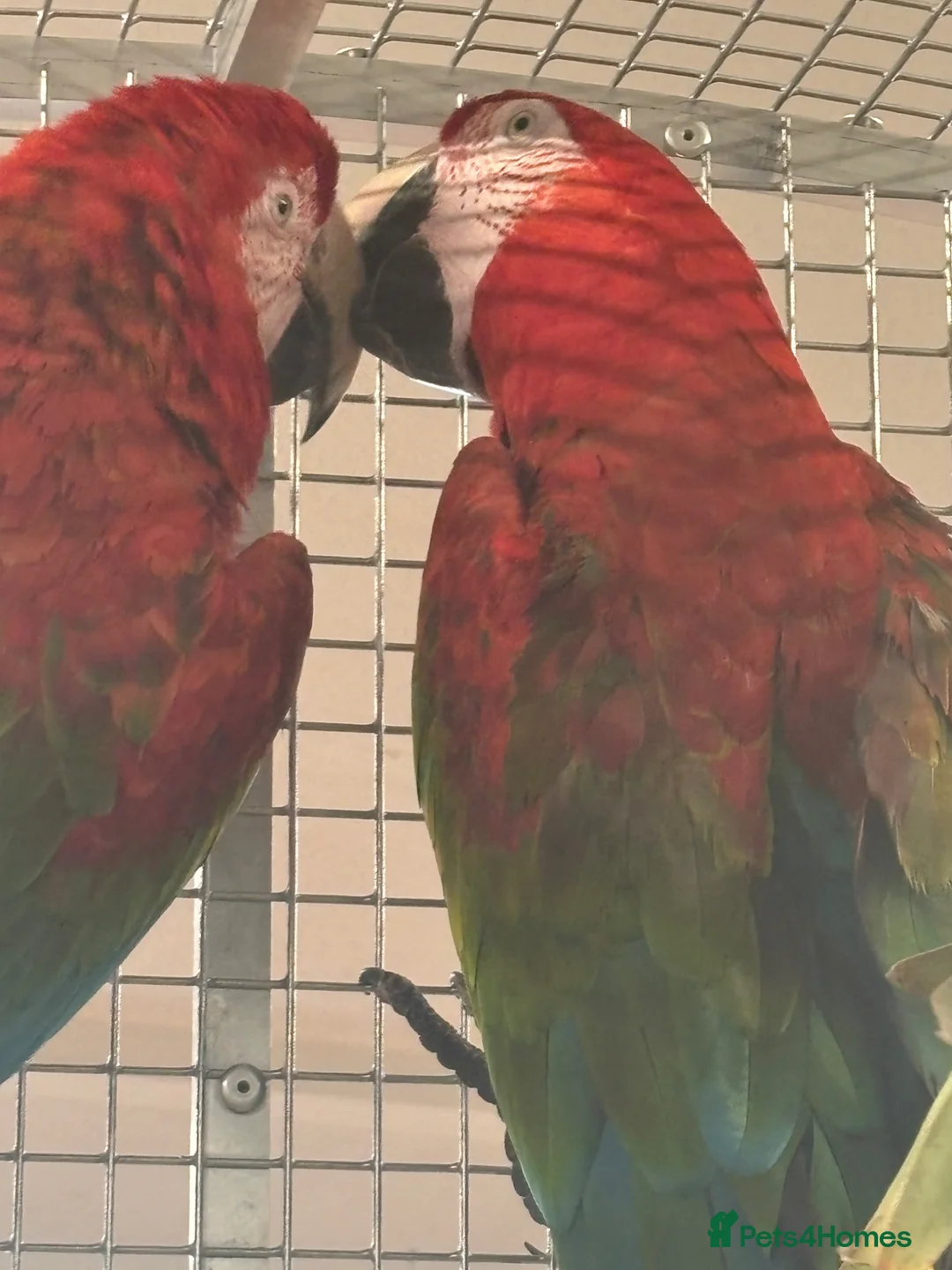 Macaws birds for sale: Gorgeous bonded Proven pair of Greenwing Macaws  - Advert 2