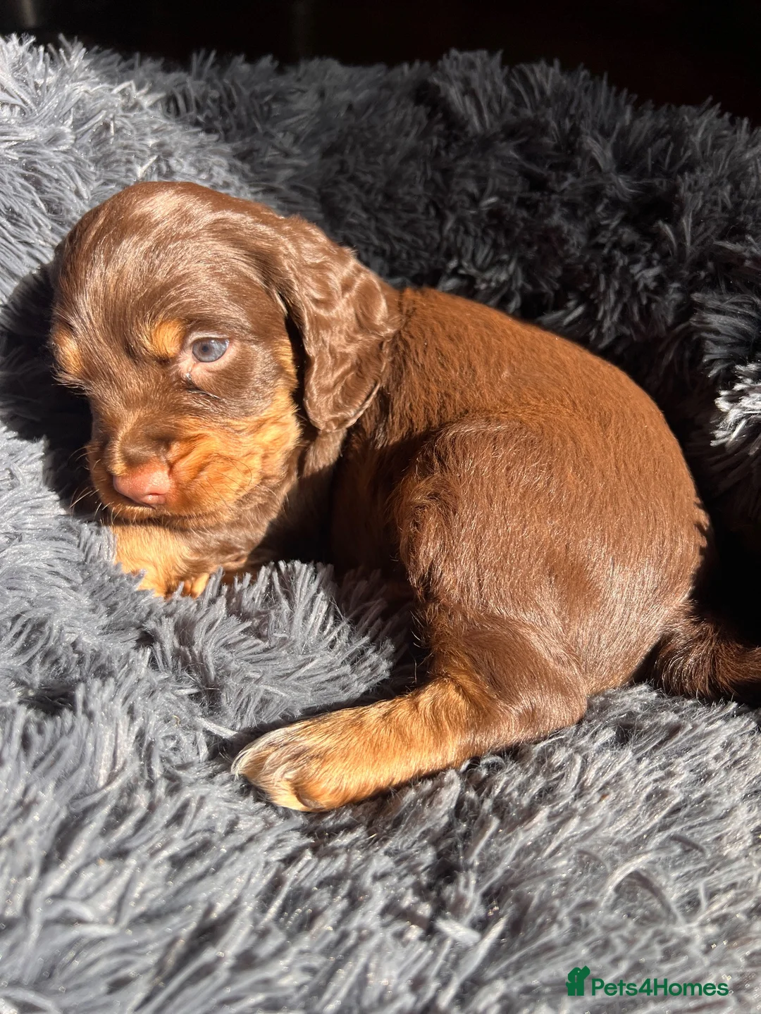 Sprocker dogs for sale: Lovely Sprocker Puppies for sale in Bury Saint Edmunds - Advert 2