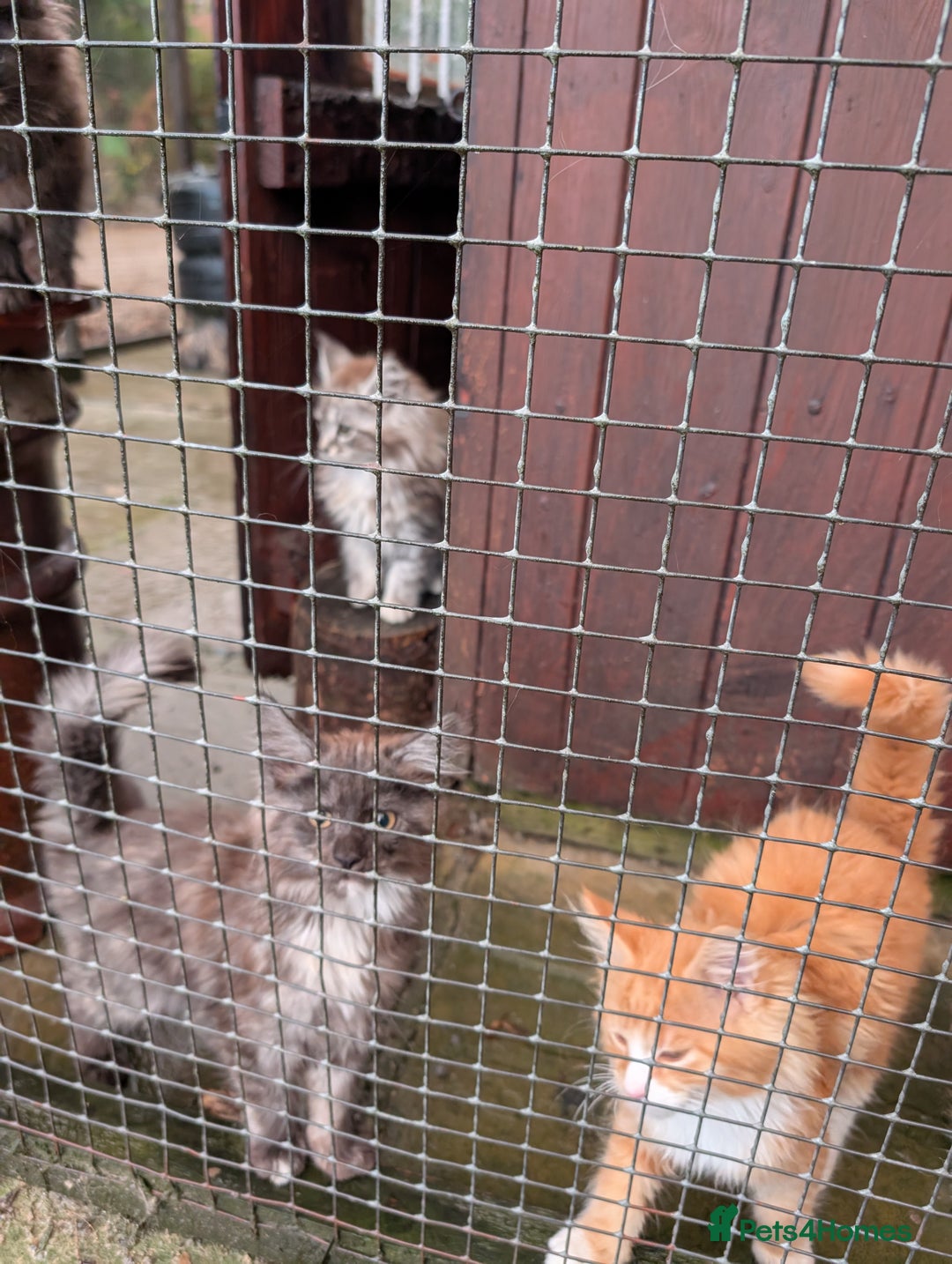 Maine Coon cats for sale: SHOW STANDARD MAINE COONS - Image 5