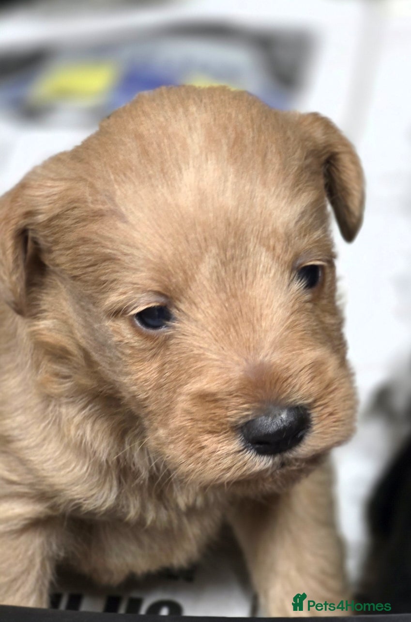 Schnoodle dogs Schnoodle puppies - Advert 1