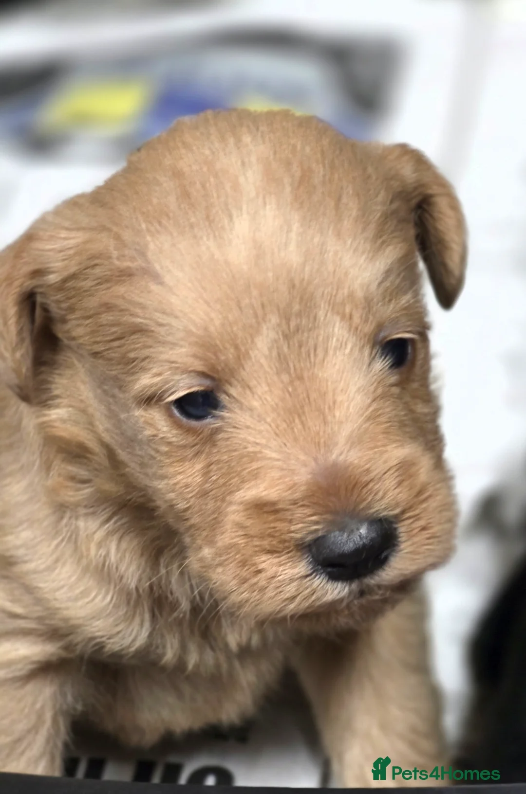 Schnoodle dogs for sale: Schnoodle puppies - Advert 1