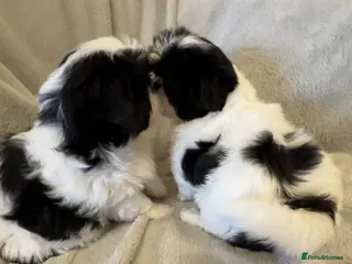 Mixed Breed dogs HavaChin puppies available - Advert 10