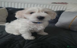 Maltese dogs for sale: 🐩 🏡 Beautiful maltese looking for new home 🏡🐩 - Image 19