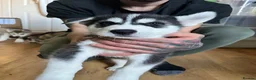 Utonagan dogs for sale: Alaskan Malamute PuppiesMicrochippedOnly 4 Left! - Advert 4