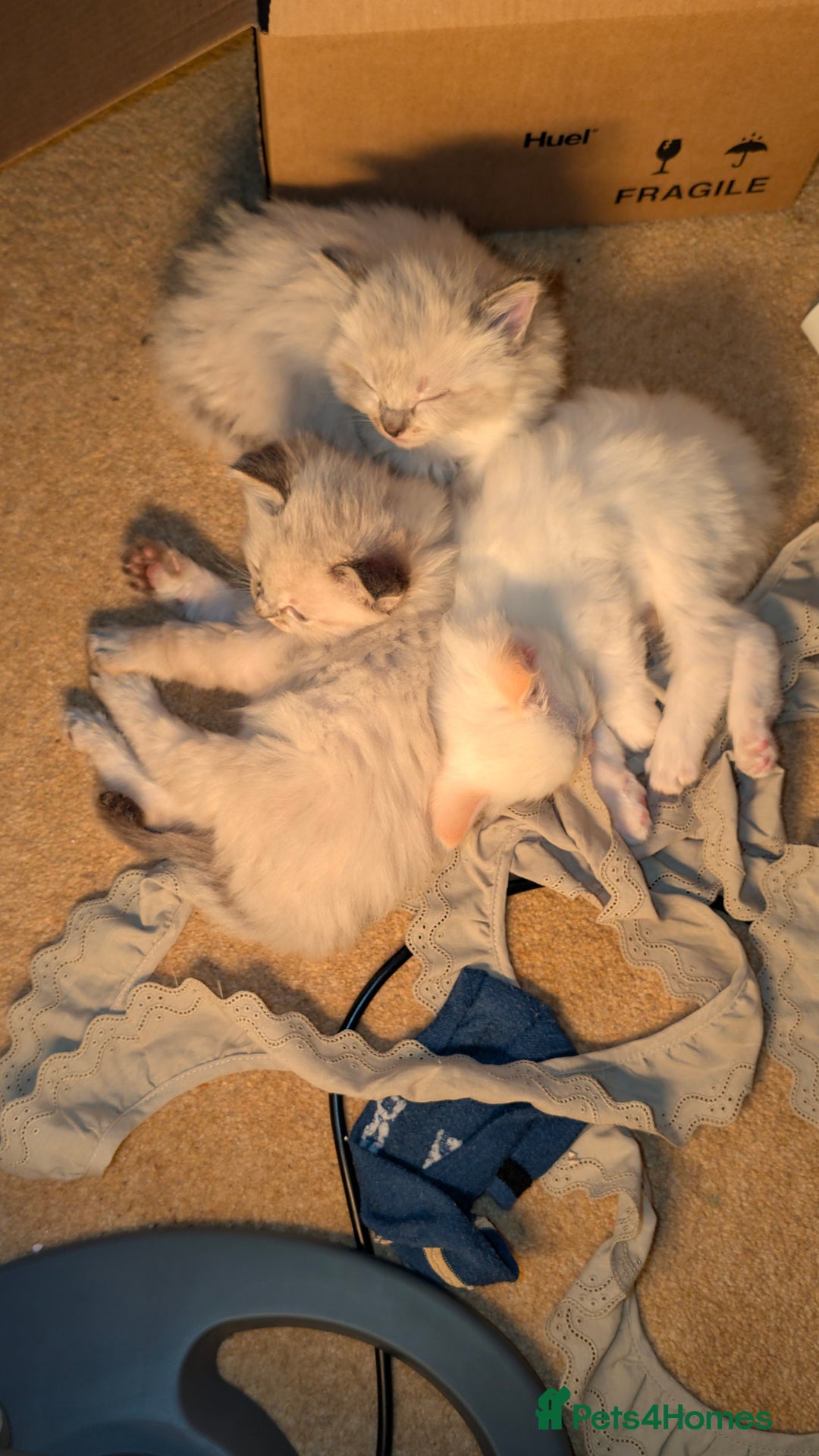 Ragdoll cats for sale: Beautiful Playful Ragdoll Kittens - Advert 7