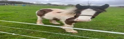 Irish Cob horses for sale: beautiful cob colt  - Advert 4