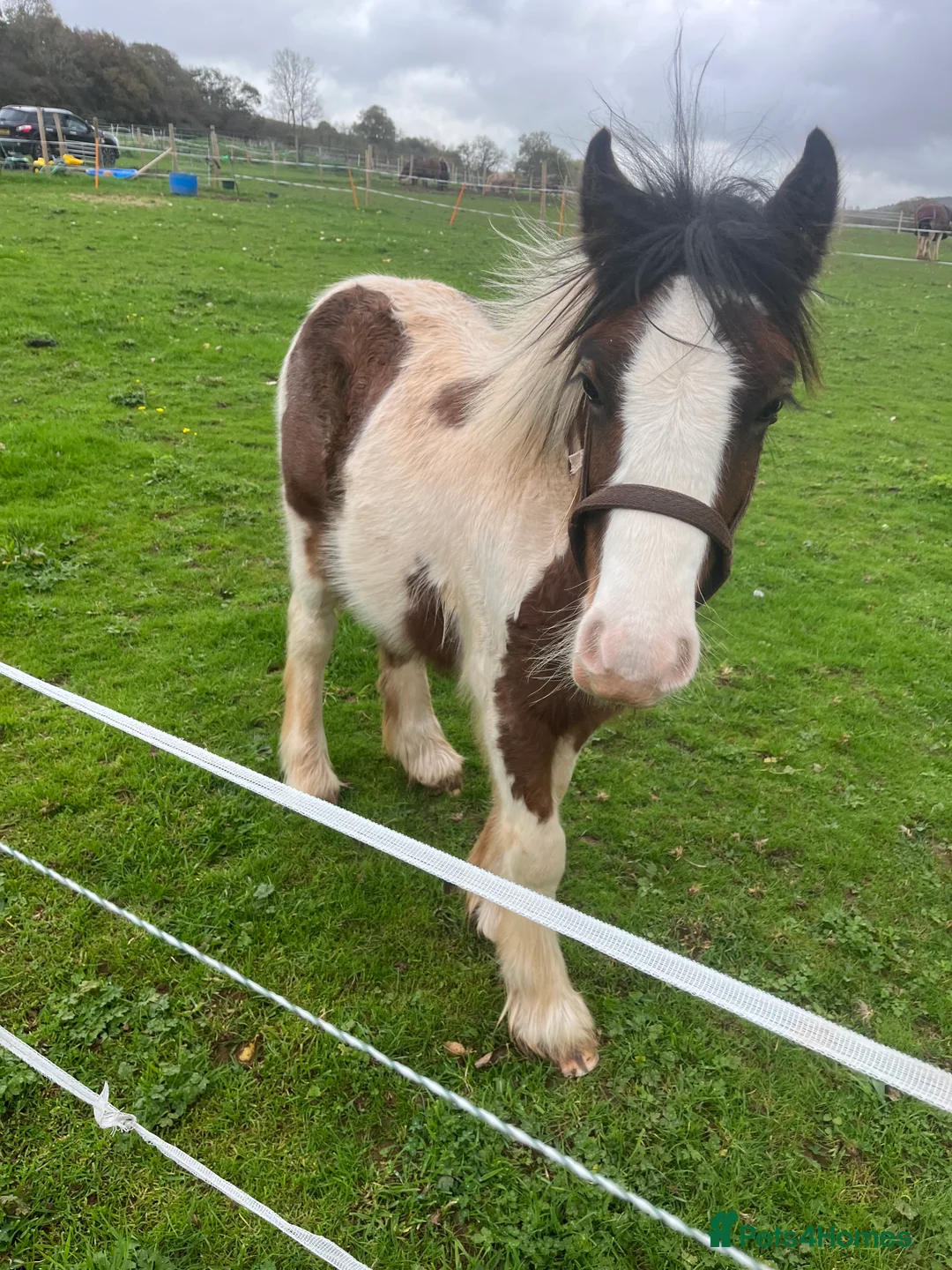 Irish Cob horses for sale: beautiful cob colt  - Advert 4