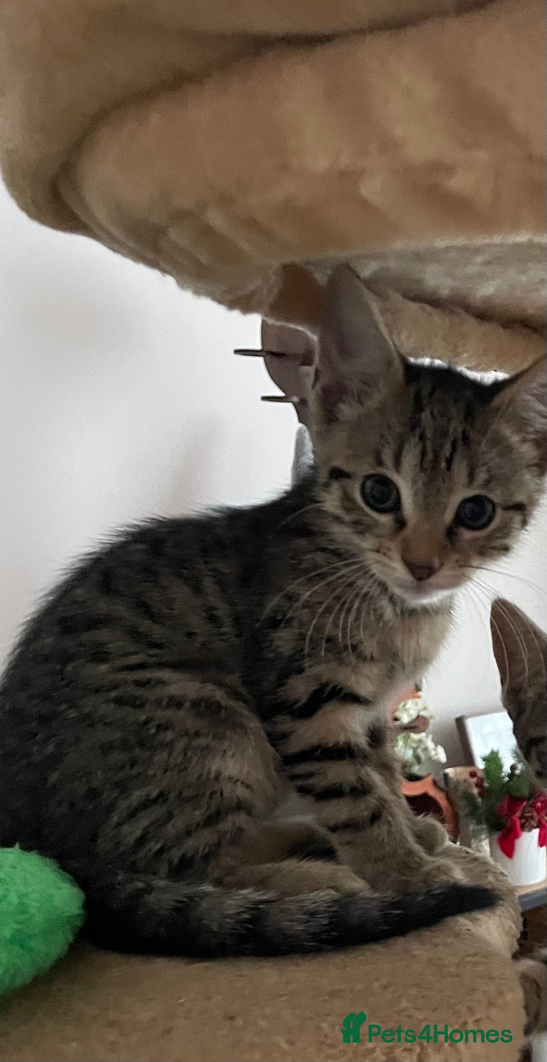 Mixed Breed cats for sale: Kittens girls looking for a forever family  - Image 2