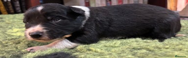 Border Collie Puppy 3